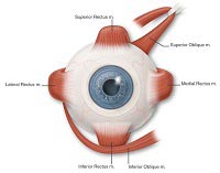 Paediatric Opthalmology & Squint Treatment